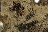 Polished Petrified Wood Slab - McDermitt, Oregon #382212-1